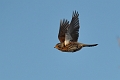 fieldfare, fieldfares, thrush-4